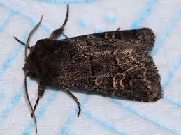 Attēlu rezultāti vaicājumam “Tholera cespitis”