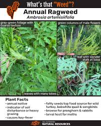 Attēlu rezultāti vaicājumam “Ambrosia artemisiifolia fruit”