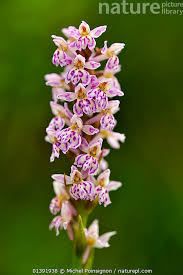 Attēlu rezultāti vaicājumam “Dactylorhiza maculata”