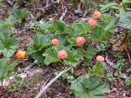 Attēlu rezultāti vaicājumam “Rubus chamaemorus fruit”