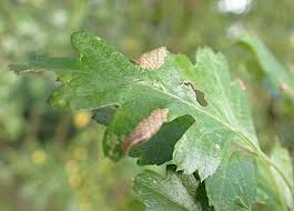 Attēlu rezultāti vaicājumam “Parornix anglicella”