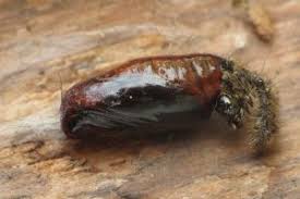 Attēlu rezultāti vaicājumam “Eilema griseola larva”