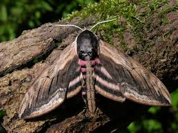 Attēlu rezultāti vaicājumam “Sphinx ligustri”