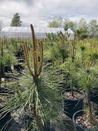 Attēlu rezultāti vaicājumam “Pinus ponderosa”