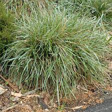 Attēlu rezultāti vaicājumam “Sesleria caerulea flower”