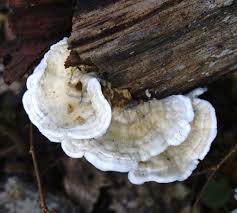 Attēlu rezultāti vaicājumam “Anomoporia bombycina”