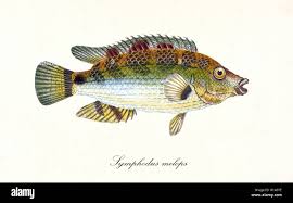 Image result for Symphodus melops