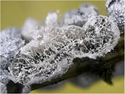 Attēlu rezultāti vaicājumam “Licea pusilla macro”