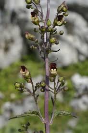 Attēlu rezultāti vaicājumam “Scrophularia nodosa”