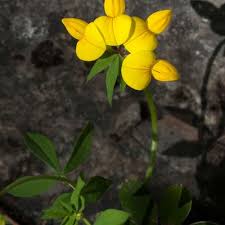 Attēlu rezultāti vaicājumam “Lotus corniculatus”