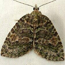 Attēlu rezultāti vaicājumam “Hydriomena furcata”