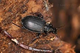 Attēlu rezultāti vaicājumam “Limodromus assimilis”