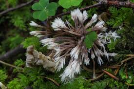 Attēlu rezultāti vaicājumam “Thelephora penicillata”