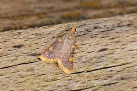 Attēlu rezultāti vaicājumam “Hypsopygia costalis”