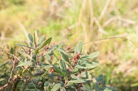 Attēlu rezultāti vaicājumam “Myrica gale fruit”