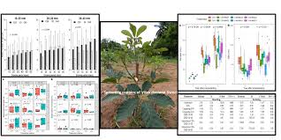 Attēlu rezultāti vaicājumam “Salix x doniana”