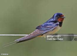 Attēlu rezultāti vaicājumam “Hirundo rustica”