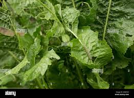 Attēlu rezultāti vaicājumam “Armoracia rusticana leaf”