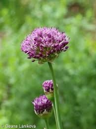 Attēlu rezultāti vaicājumam “Allium holandicum leaf”
