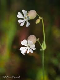 Image result for Silene vulgaris