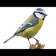 Attēlu rezultāti vaicājumam “Cyanistes caeruleus adult”