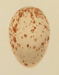 Attēlu rezultāti vaicājumam “Crex crex eggs”