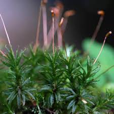 Attēlu rezultāti vaicājumam “Atrichum flavisetum”