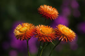 Image result for Strohblume