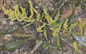 Attēlu rezultāti vaicājumam “Astragalus glycyphyllos”