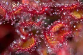 Attēlu rezultāti vaicājumam “Drosera x obovata”
