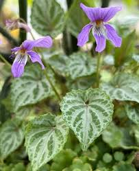 Attēlu rezultāti vaicājumam “Viola x williamsii flower”