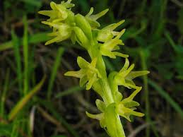 Attēlu rezultāti vaicājumam “Herminium monorchis flower”