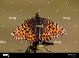 Attēlu rezultāti vaicājumam “Boloria titania underside”