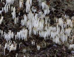 Attēlu rezultāti vaicājumam “Mucronella bresadolae”