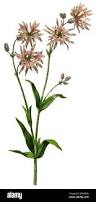 Image result for Lychnis flos-cuculi