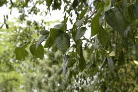 Attēlu rezultāti vaicājumam “Ulmus laevis leaf”