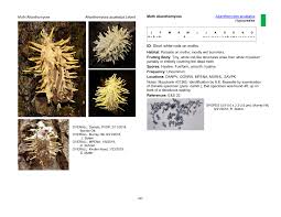 Attēlu rezultāti vaicājumam “Akanthomyces aculeatus”