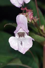 Attēlu rezultāti vaicājumam “Impatiens glandulifera flower”