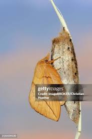 Attēlu rezultāti vaicājumam “Euthrix potatoria cocoon”