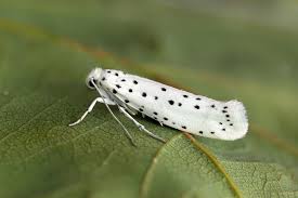 Attēlu rezultāti vaicājumam “Yponomeuta malinellus / cagnagella”