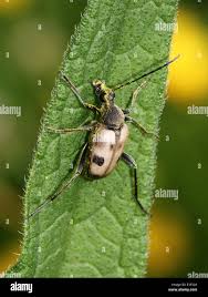 Attēlu rezultāti vaicājumam “Pachyta quadrimaculata”