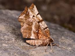 Attēlu rezultāti vaicājumam “Selenia dentaria”