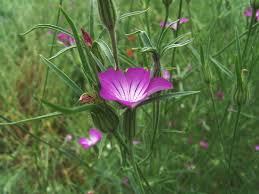 Image result for Kornrade