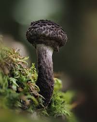 Attēlu rezultāti vaicājumam “Lycogala conicum macro”