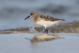 Attēlu rezultāti vaicājumam “Calidris canutus adult”