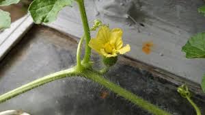 Attēlu rezultāti vaicājumam “Citrullus lanatus”