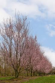 Attēlu rezultāti vaicājumam “Prunus cerasifera”