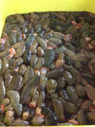 Image result for Cucumaria frondosa