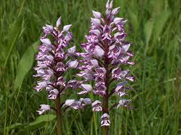 Attēlu rezultāti vaicājumam “Orchis militaris leaf”