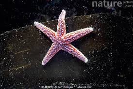 Image result for Asterias rubens